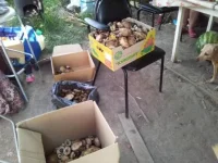 20120729_181856.webp