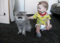 кот.webp