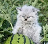 Воплощение зла.webp