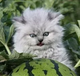Воплощение зла_1.webp