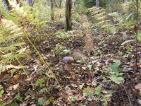 DSCN2951_1.webp