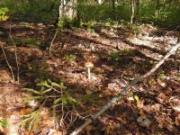DSCN2953_1.webp