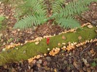 DSCN2960_1.webp