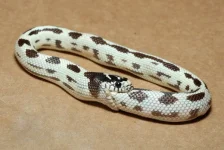 77257591___13_.webp