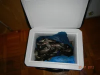 DSCN0246.webp
