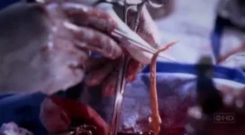 kandiry07-500x276.webp