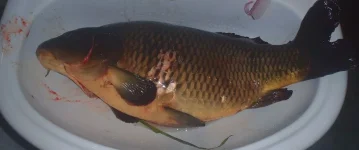 PA243234.webp