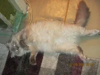 кулинария (13).webp