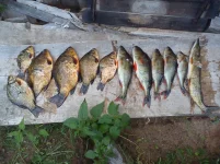 DSC00014.webp