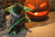 yodapug_1024.webp