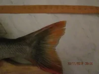 рабочий стол 002.webp