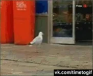 ptichka.webp