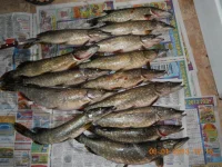 DSCN7.webp