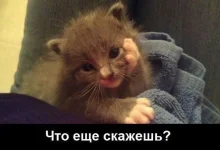 kote.webp