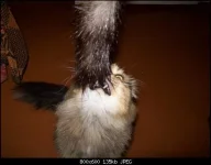 котэ.webp