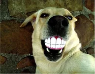 Smiling-Dog-Ball_01.webp