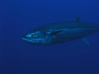 P1010091.webp