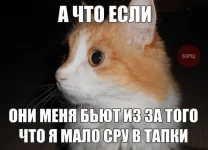 X0bvJcqvx08.webp