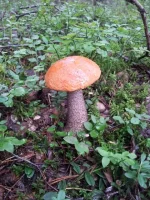 20130727_124601.webp