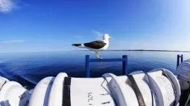 DSCчайка на спас комплекте.webp