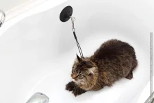 1376719797_bathedcat_02.webp