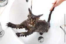 1376719757_bathedcat_11.webp