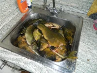 DSCN2368.webp