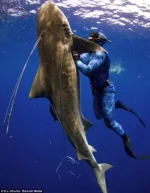 tiger-shark-fight-389x500.webp