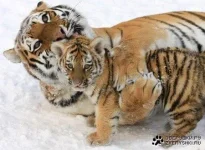1198442965_1.webp