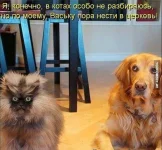 1557590_599360890119739_566423466_n.webp
