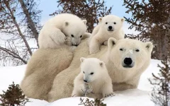 POTD-BEARS_2812551k-Р.webp