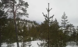 1393330661726.webp