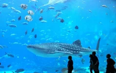 whale_shark_georgia_aquarium_c.webp