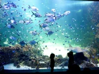 bareer_reef.webp