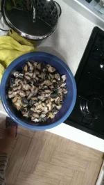 IMAG0270.webp