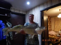 судак 8200.webp