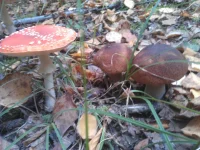 IMAG0955.webp