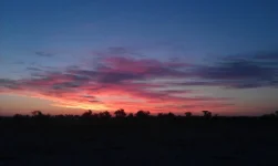 IMAG2489.webp