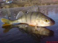 DSC01005.webp