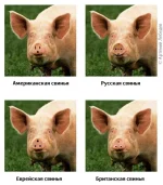 pigs.webp