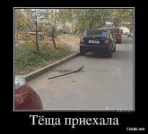 bff6902541c09a7d5b917b44d8d81b4c-Р.webp