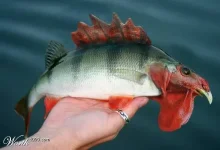 2707.webp