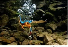 kingfishernatgeo.webp