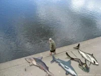 101775.webp