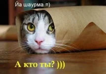 шаурма.webp