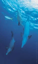 22629551_MermaidsSounding.webp