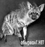 гиенко.webp