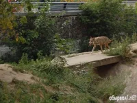 вооолг1.webp