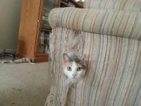 Кот в диване.webp