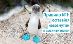 preview-650x390-650-1422604699.webp